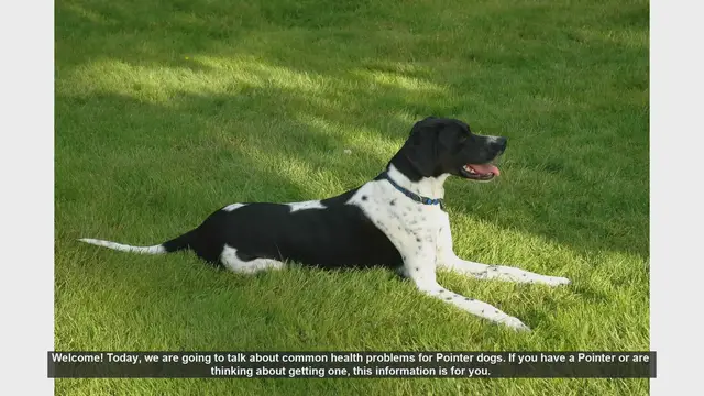 Video thumbnail for Common Health Problems in Pointer Dogs: What You Need to Know