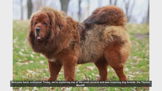 Video thumbnail for The Majestic Tibetan Mastiff: Pros and Cons