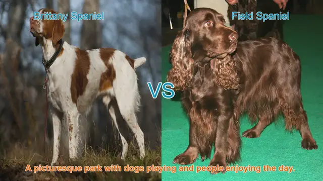Video thumbnail for Brittany Spaniel vs. Field Spaniel: A Comparison of Beloved Breeds