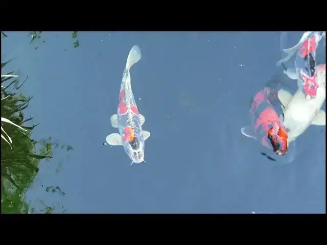 Video thumbnail for Koi Fish Stress: Signs and Health Impacts