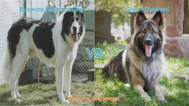 Video thumbnail for Bucovina Shepherd Dog vs. Shiloh Shepherd: A Comprehensive Breed Comparison