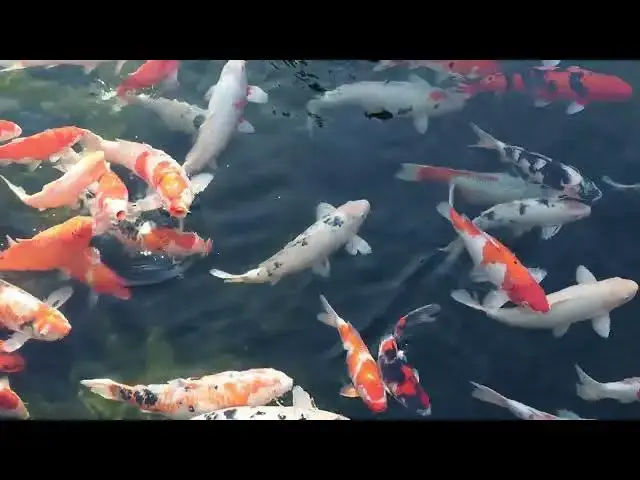 Video thumbnail for Koi Fish Care: The Importance of Proper Filtration