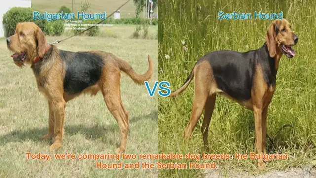 Video thumbnail for Bulgarian Hound vs. Serbian Hound: A Comparison of Two Remarkable Dog Breeds
