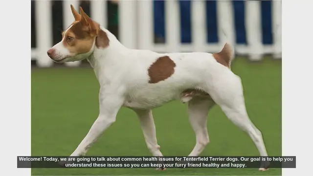 Video thumbnail for Common Health Issues in Tenterfield Terriers: What You Need to Know