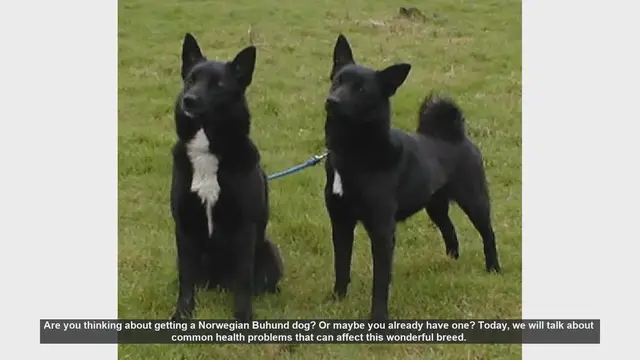 Video thumbnail for Common Health Problems in Norwegian Buhund Dogs