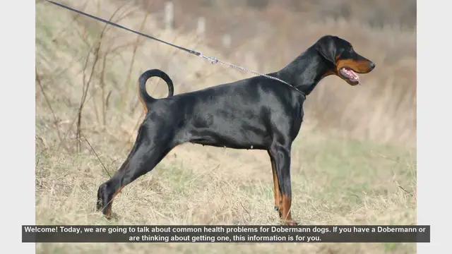 Video thumbnail for Common Health Problems in Dobermann Dogs: What You Need to Know