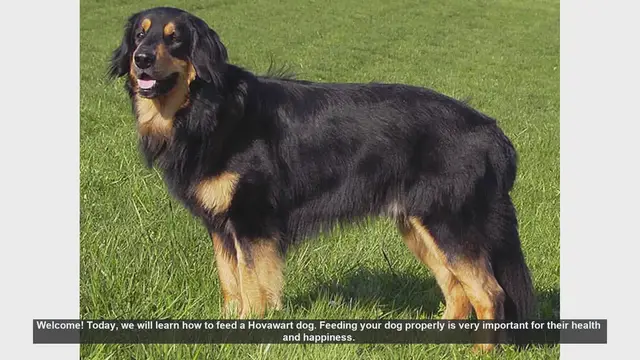 Video thumbnail for How to Properly Feed Your Hovawart Dog