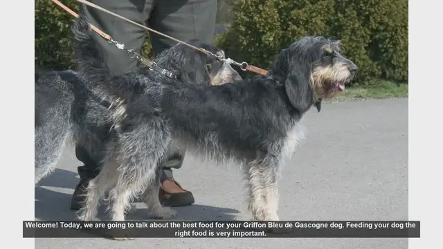 Video thumbnail for Best Food for Your Griffon Bleu de Gascogne: A Complete Guide