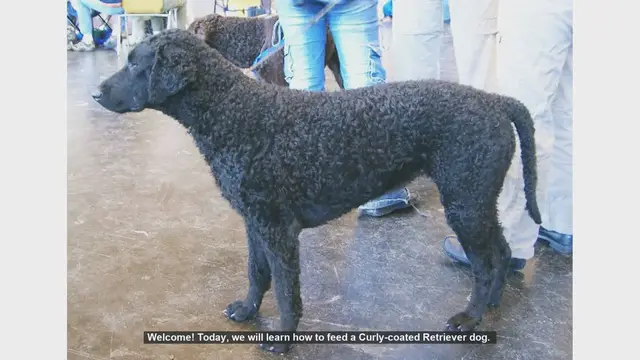 Video thumbnail for How to Properly Feed Your Curly-coated Retriever