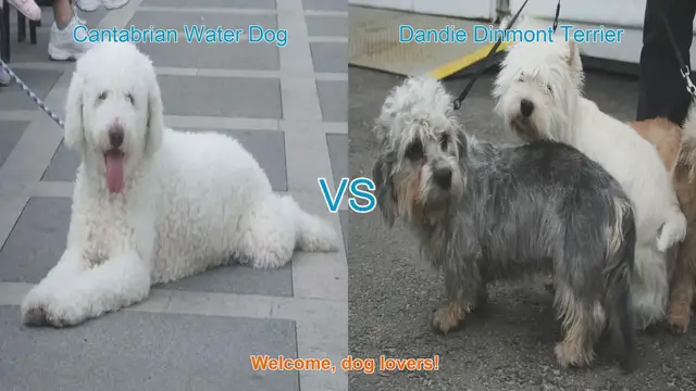 Video thumbnail for Cantabrian Water Dog vs. Dandie Dinmont Terrier: A Breed Comparison