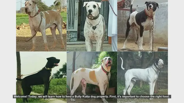 Video thumbnail for How to Properly Feed Your Bully Kutta Dog