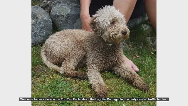 Video thumbnail for Top Ten Facts About the Lagotto Romagnolo: The Curly-Coated Truffle Hunter