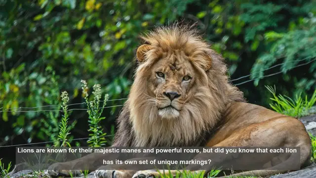 Video thumbnail for 10 Unique Lion Markings: Nature's Fingerprints