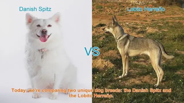 Video thumbnail for Danish Spitz vs. Lobito Herreño: A Comprehensive Comparison