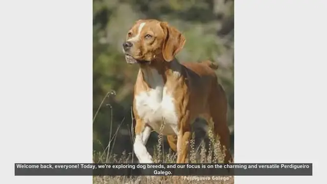 Video thumbnail for Perdigueiro Galego: Pros and Cons of This Versatile Hunting Dog