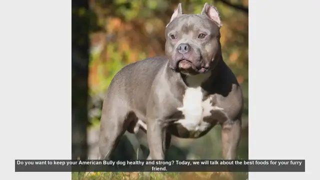 Video thumbnail for Top Foods to Keep Your American Bully Healthy and Strong