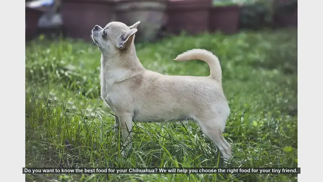 Video thumbnail for Best Food Choices for Your Chihuahua: A Complete Guide