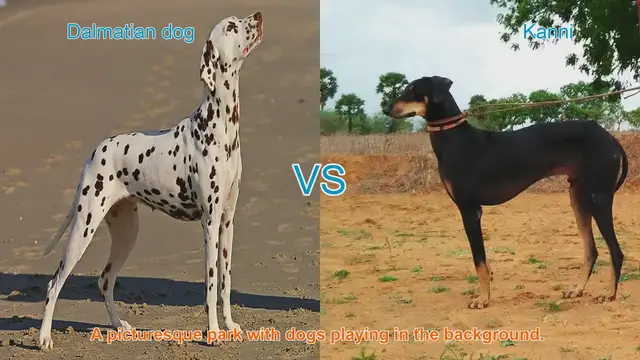 Video thumbnail for Dalmatian vs. Kanni: A Comparison of Two Distinctive Dog Breeds
