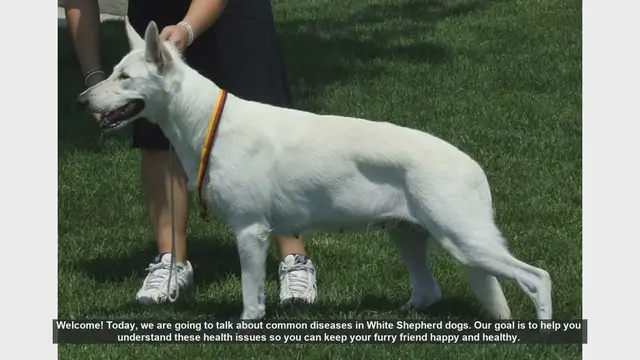 Video thumbnail for Common Health Issues in White Shepherd Dogs: What You Need to Know