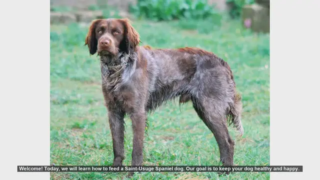 Video thumbnail for How to Properly Feed Your Saint-Usuge Spaniel