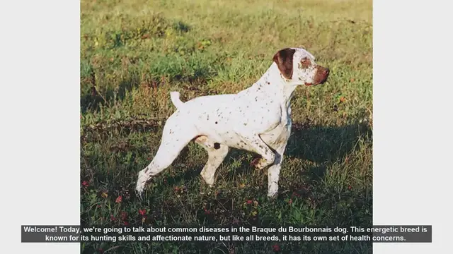 Video thumbnail for Common Health Issues in Braque du Bourbonnais Dogs