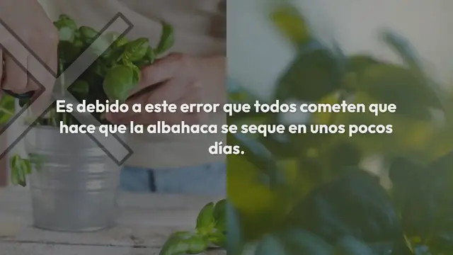 'Video thumbnail for No cometa este error al cosechar albahaca: se seca en 7 días.'