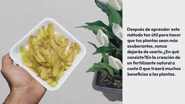 'Video thumbnail for No lo tires más, te quedas aturdido cuando ves todos los beneficios para las plantas'