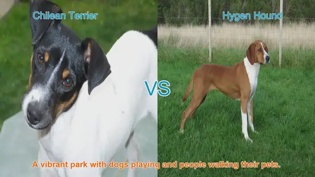 Video thumbnail for Chilean Terrier vs. Hygen Hound: A Breed Comparison
