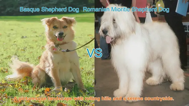 Video thumbnail for Exploring Basque and Romanian Shepherd Dog Breeds