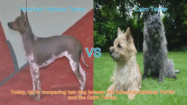 Video thumbnail for American Hairless Terrier vs. Cairn Terrier: A Comprehensive Comparison