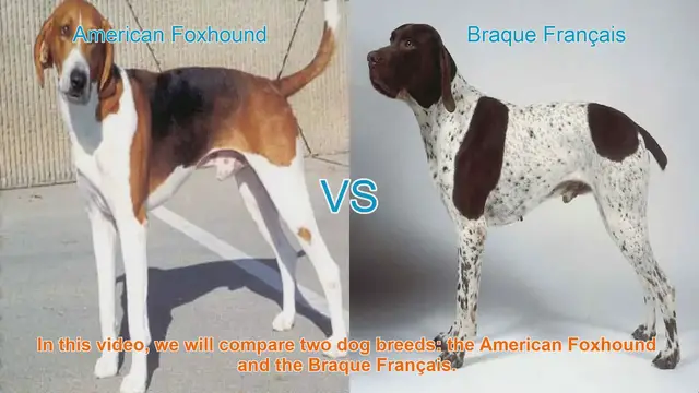 Video thumbnail for American Foxhound vs. Braque Français: A Comparison of Two Dog Breeds