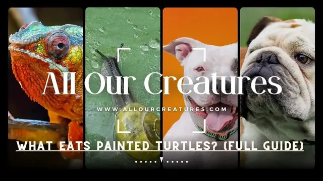 'Video thumbnail for What Eats Painted Turtles? [Full Guide]'