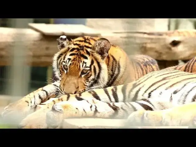 Video thumbnail for How Tiger Territories Create Safe Zones for Bird Nesting?