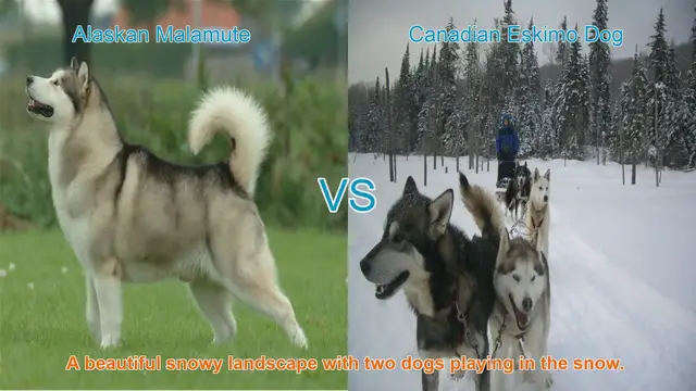 Video thumbnail for Alaskan Malamute VS Canadian Eskimo Dog