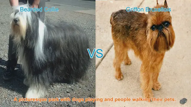 Video thumbnail for Bearded Collie vs. Griffon Bruxellois: A Comparison of Charming Long-Haired Dog Breeds