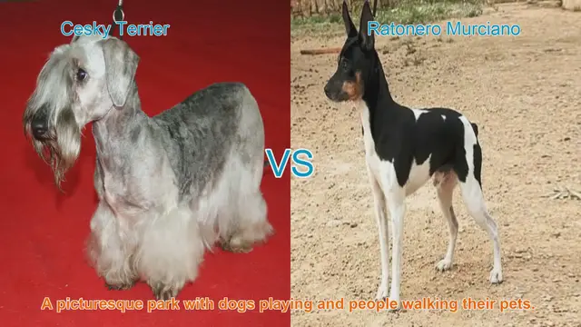 Video thumbnail for Comparing Cesky Terrier and Ratonero Murciano: A Guide to Choosing the Right Breed