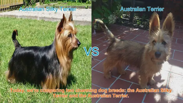 Video thumbnail for Comparing Australian Silky Terrier vs. Australian Terrier: Breed Breakdown