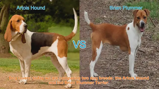 Video thumbnail for Artois Hound vs. Brian Plummer Terrier: A Breed Comparison