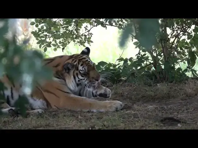 Video thumbnail for How Tigers Help Control Aquatic Invasive Species?