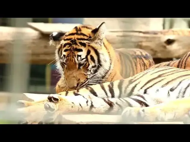Video thumbnail for How Tiger Skins Became Cultural Symbols?