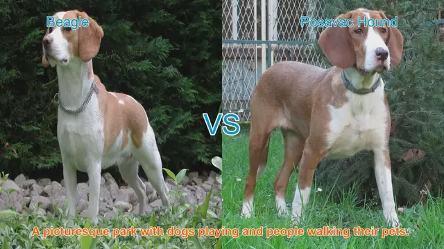 Video thumbnail for Beagle vs. Posavac Hound: A Comparison of Beloved Dog Breeds