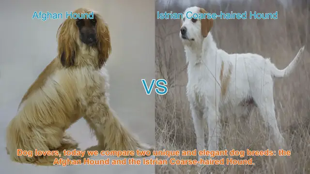 Video thumbnail for Afghan Hound vs. Istrian Coarse-haired Hound: A Breed Comparison