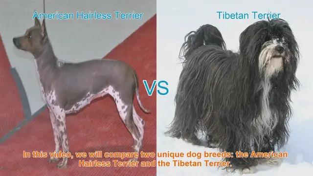 Video thumbnail for American Hairless Terrier vs. Tibetan Terrier: A Breed Comparison
