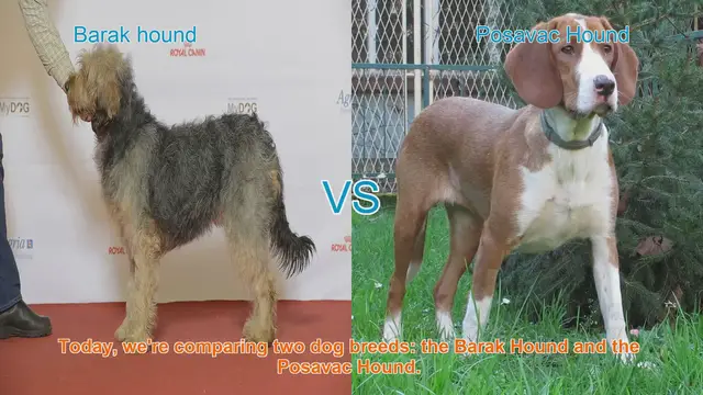 Video thumbnail for Barak Hound vs. Posavac Hound: A Comprehensive Comparison