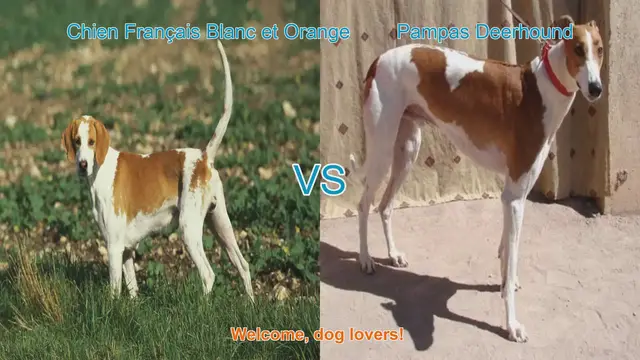 Video thumbnail for Comparing Chien Français Blanc et Orange and Pampas Deerhound: A Guide for Dog Lovers