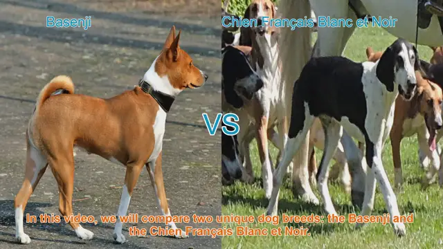 Video thumbnail for Comparing Basenji and Chien Français Blanc et Noir: A Guide to Choosing the Right Dog Breed