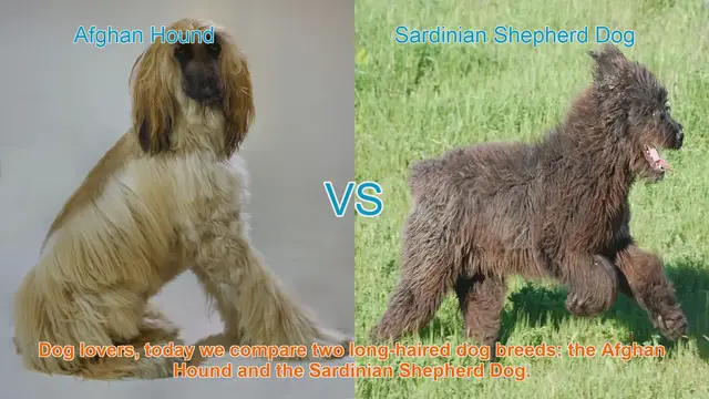 Video thumbnail for Afghan Hound vs. Sardinian Shepherd Dog: A Comparison of Long-Haired Breeds