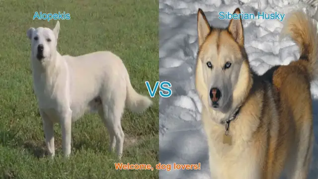 Video thumbnail for Alopekis vs. Siberian Husky: A Comprehensive Comparison