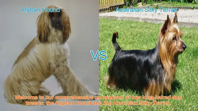 Video thumbnail for Comparing Afghan Hound and Australian Silky Terrier: A Comprehensive Guide