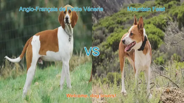 Video thumbnail for Dog Breed Comparison: Anglo-Français de Petite Vénerie vs. Mountain Feist